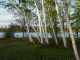 Birches, May 13
