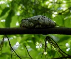 Tree Frog, June 1