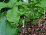 Jack in the Pulpit, June 2