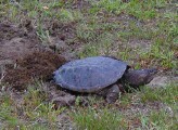 Turtle, June 22
