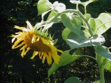 Sunflower, September 12