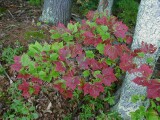 Red Maple Leaves, September 28